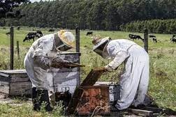Convocatoria a apicultores