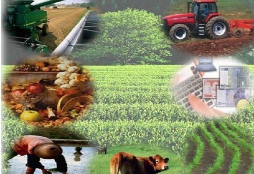 Sector Agropecuario