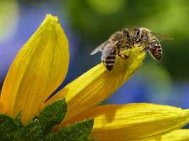 abeja clima