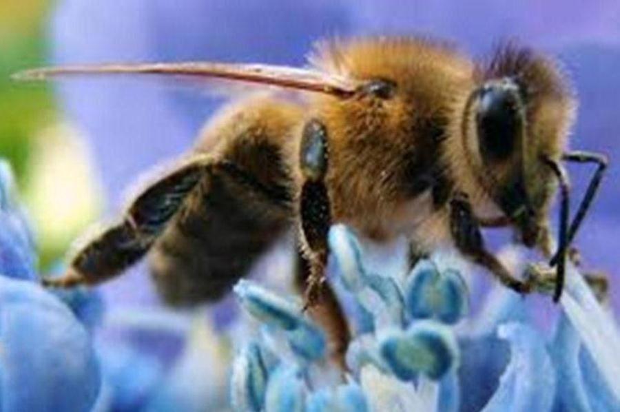 abeja flor azul