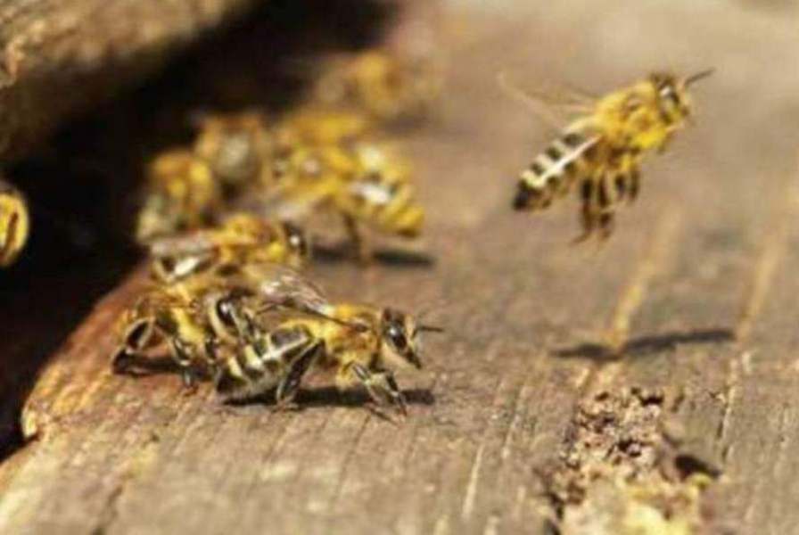 abejas pesticidas