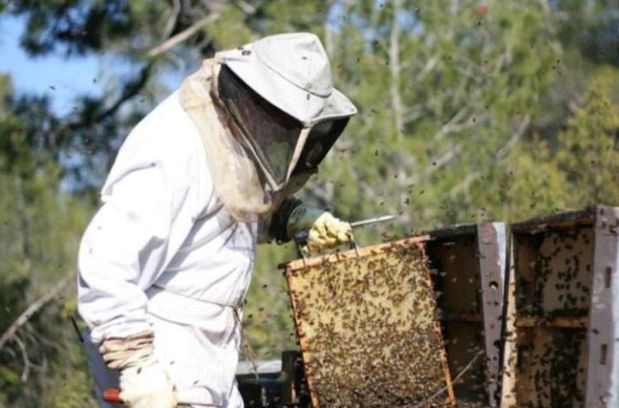 abejas apicultores