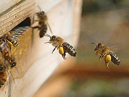 abejas cajon