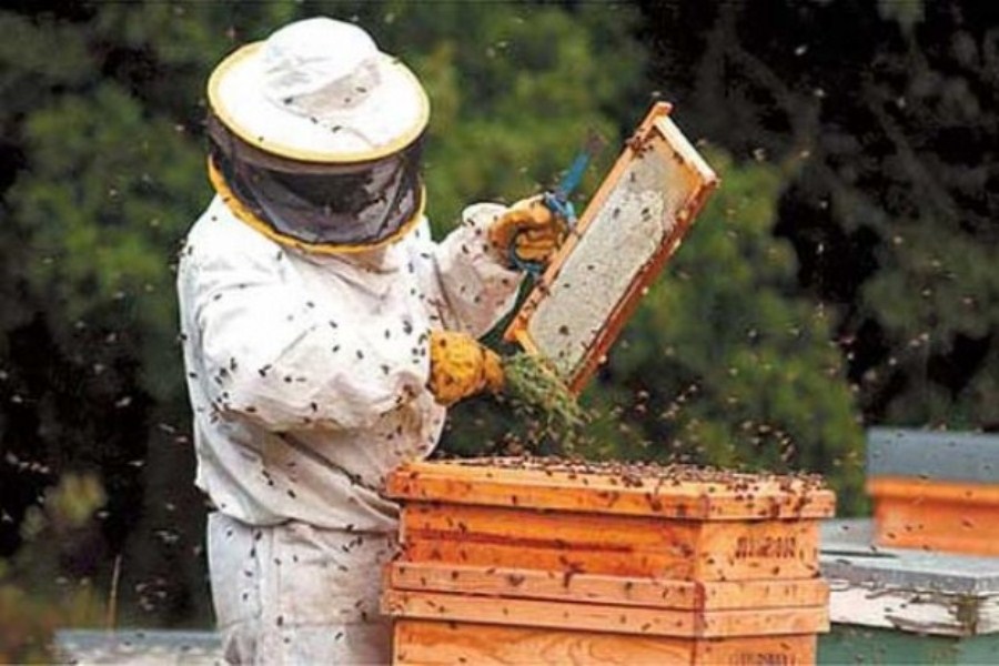 apicultor.uru