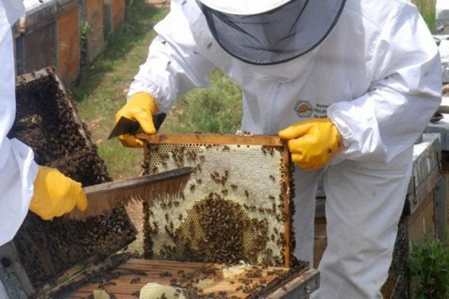 apicultores panales