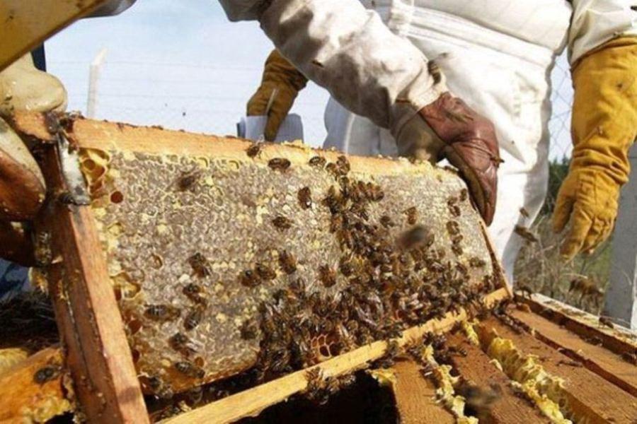 apicultores panel