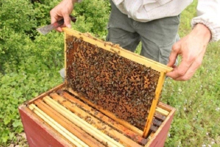 panel abejas