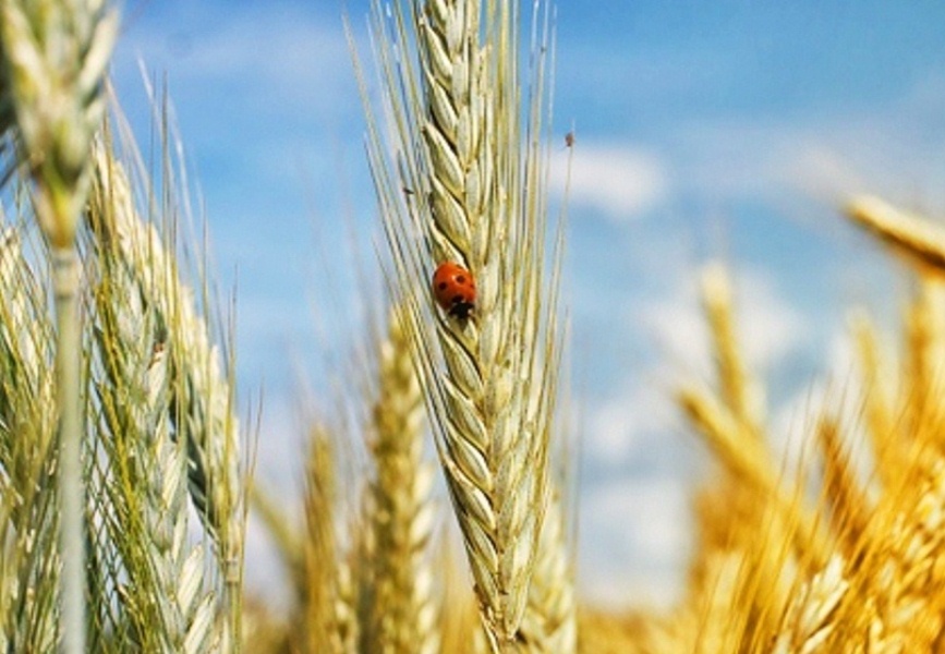 trigo cultivo