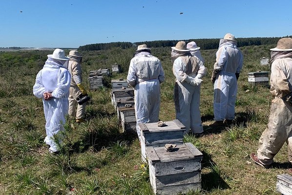 upm apicultores
