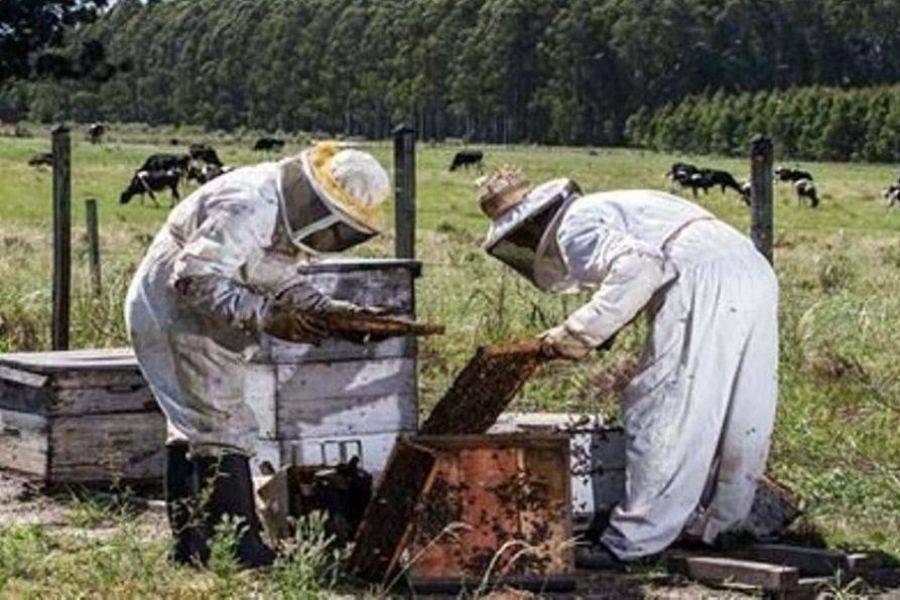 upmforestaly apicultores
