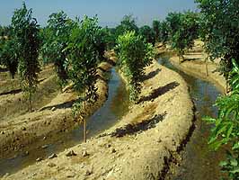 agua plantacion Egipto