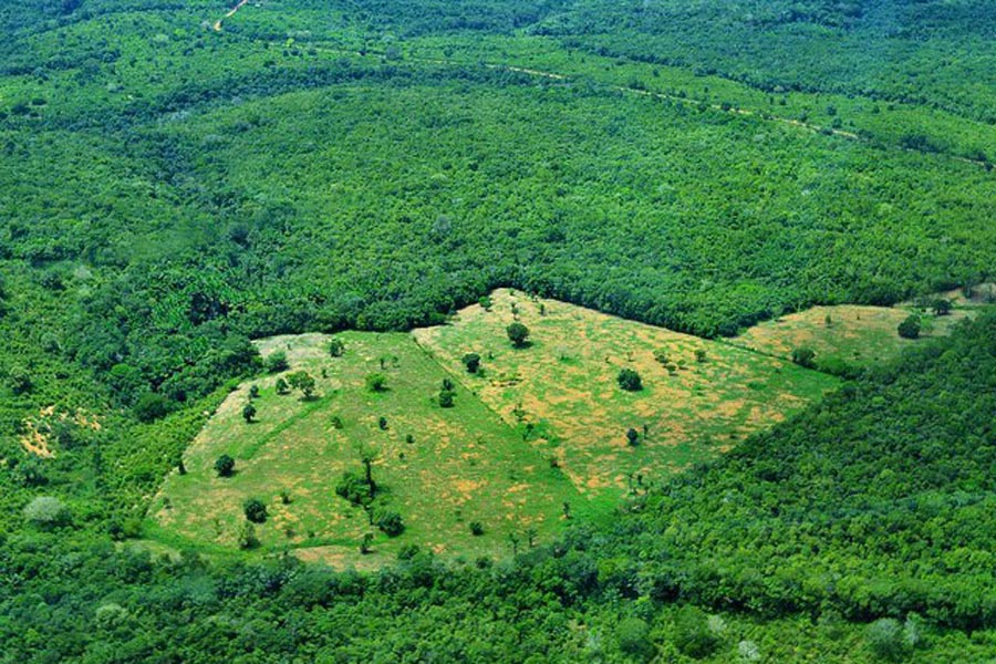 bosque amazonico deforestacion