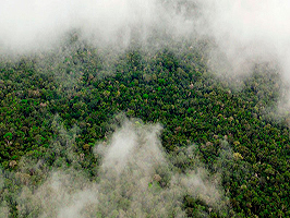 deforestacion Manaus