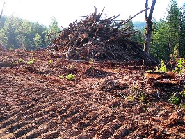 deforestacion chaco