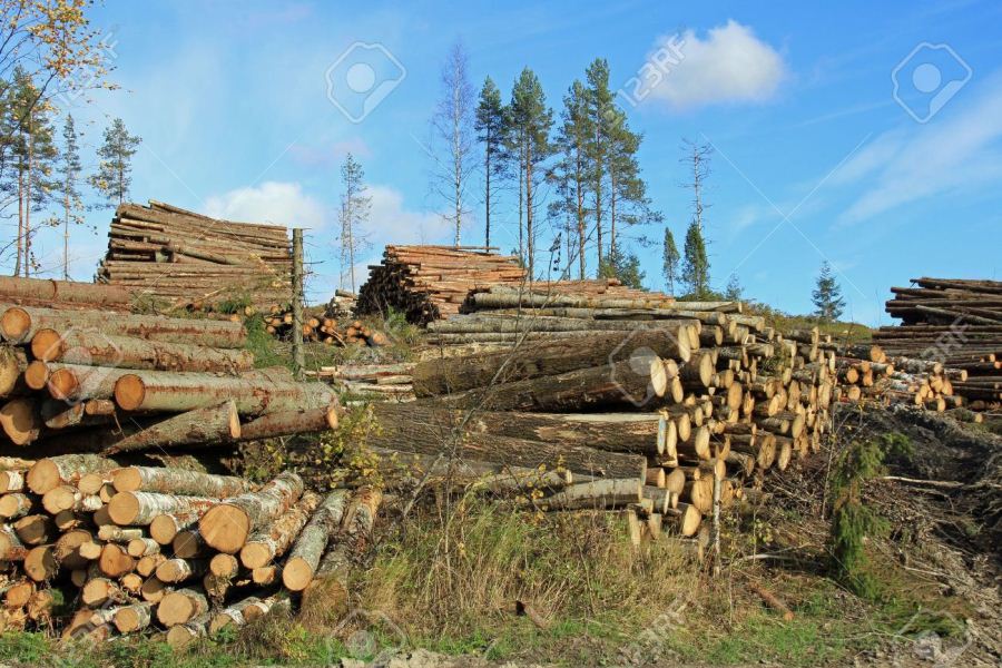  bosques cortados Finlandia