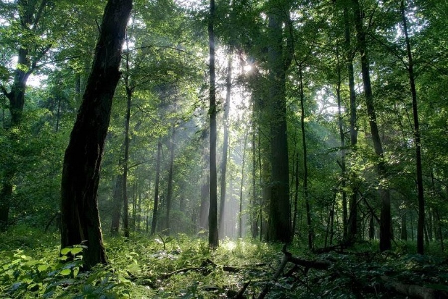 bosques carbono