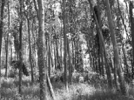 bosques larepublica