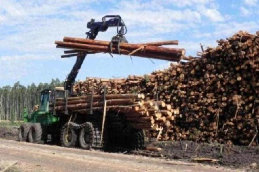 camion maderas toneladas