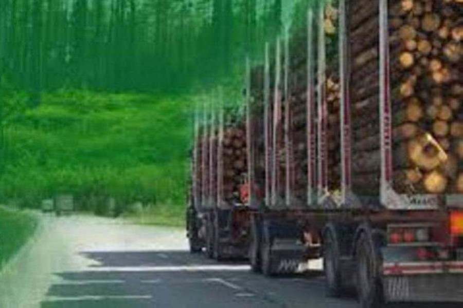 camiones con maderas