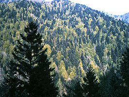 bosque coniferas Alsacia fotoErnstDetiefSchulze