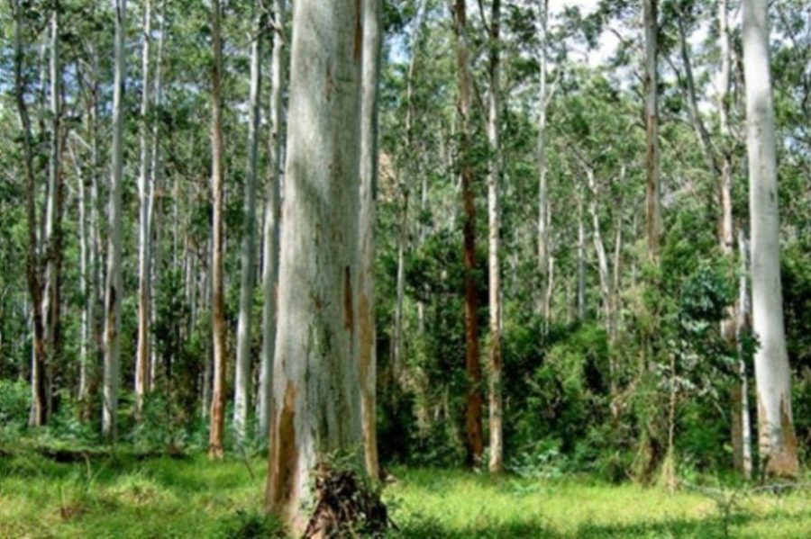 eucaliptus montes