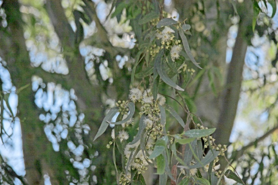 eucalyptus arbol