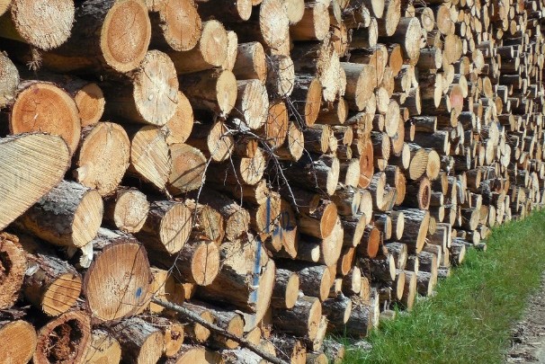 forestacion troncos lena maderra 