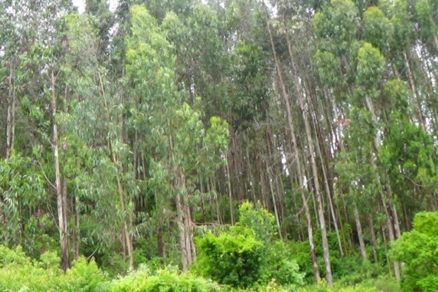 forestal eucalipto