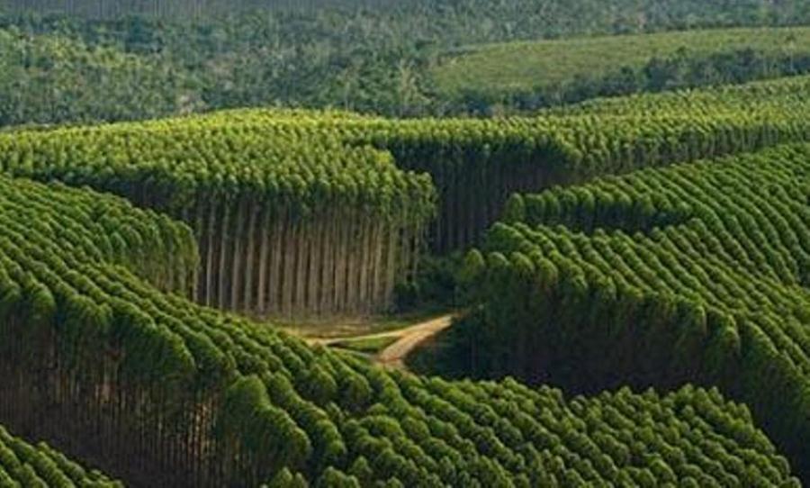 forestales BRASIL