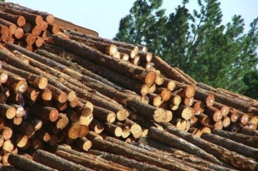maderas troncos