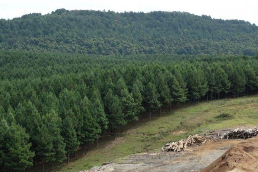 sector forestal uru