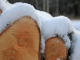 troncos nieve