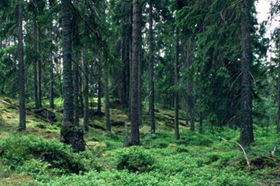 bosque FIN