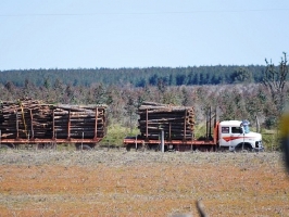 camion troncos