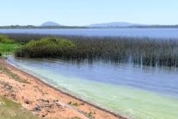 Cianobacterias en Laguna del Sauce
