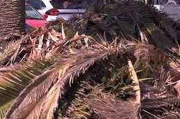 picudo rojo en zona de Parque Rodó