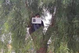 alumno sube a un árbol internet