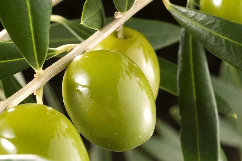 Aceitunas olivo