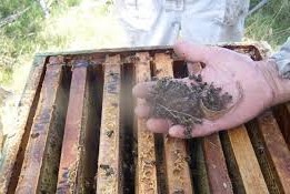Ante la mortandad de abejas