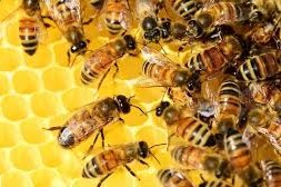 Día Mundial de las Abejas