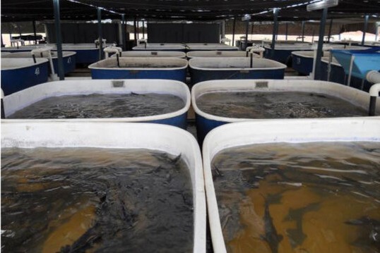 Estanque acuicultura