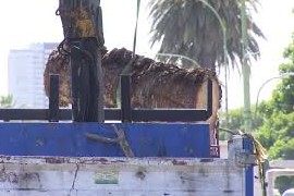 Extraen unas 25 palmeras de bulevar Artigas