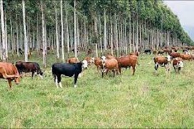 Forestación y ganadería