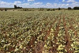 La sequía genera pérdidas