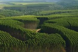 Uruguay el sector forestal
