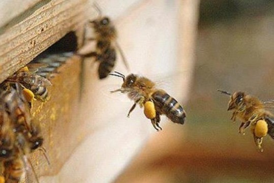 abeja bajo costo