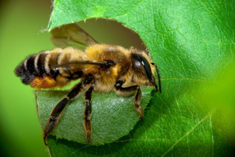 abeja corta hojas 