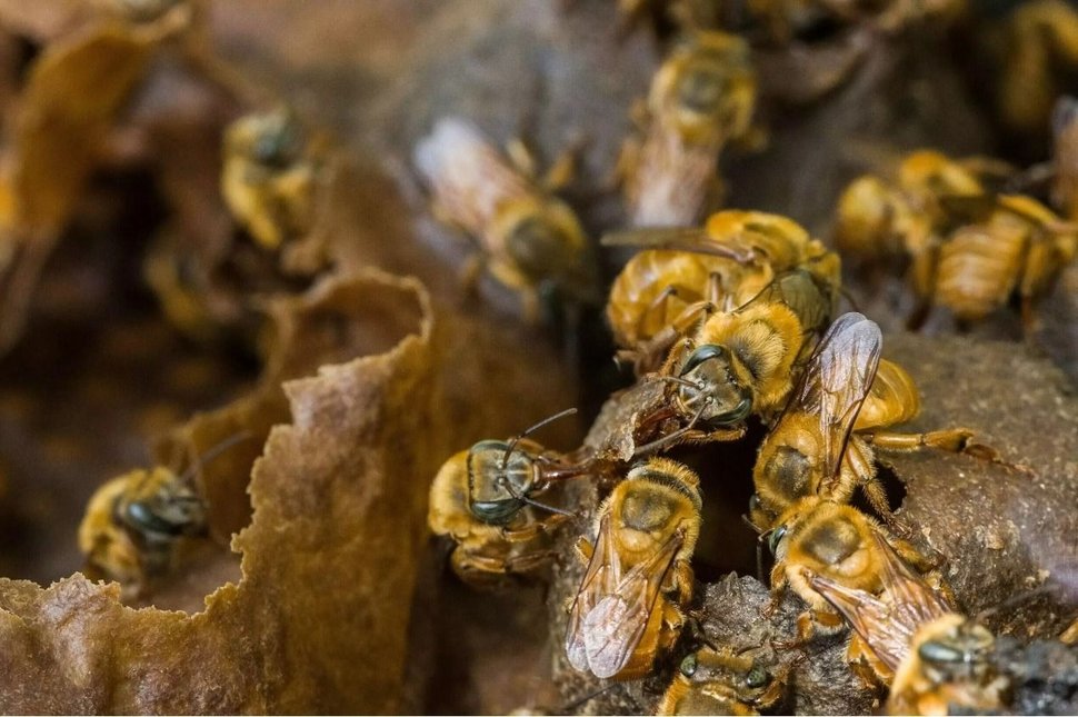 abejas cultivos