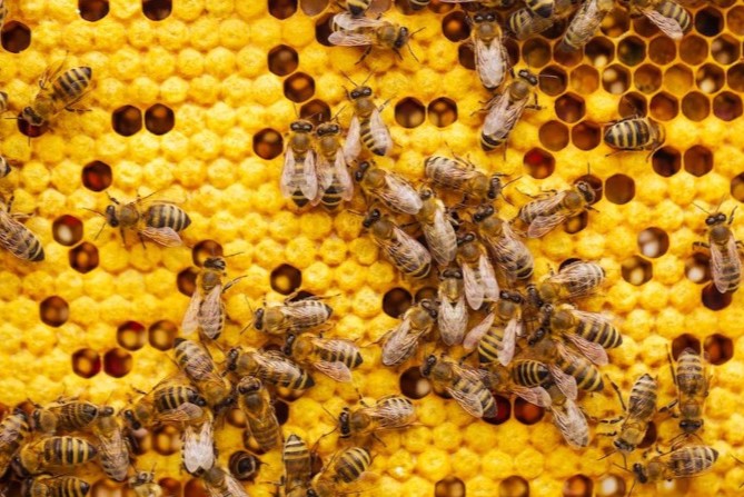 abejas 1
