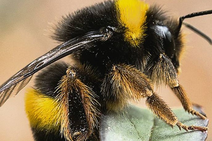 Abejorros y abejas en el horno - Servicio de Prensa Forestal